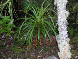 Dracophyllum of Grass Tree