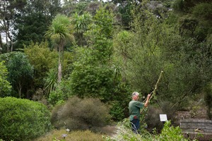 Liberating a Kauri on Ben's Ridge