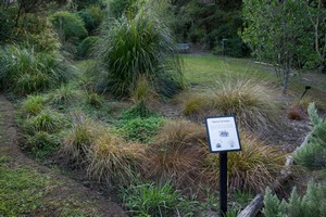 Native grasses before weeding