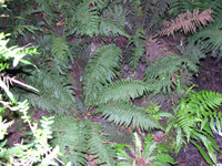 Prince of Wales feather fern
