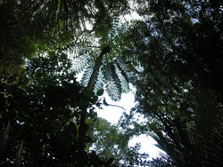 Tree fern